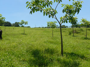 A grove of young fruit trees form a new orchard in a pasture. 