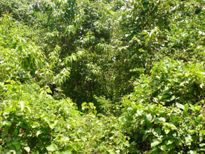 A currently underused trail leads down the wooded slopes to the river. 