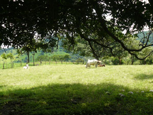 The farm has a great variety of pasture, old growth forests, secondary growth woods, and fruit trees.