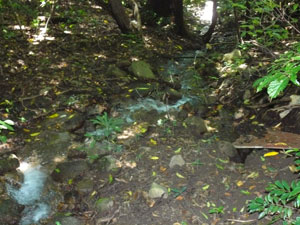 One of several springs emerges on this firested ground above the house. 