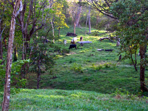 This pretty sloping and shaded meadow shows the variety of landscape on the finca, including much forest. 