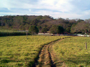 this photo shows an easy and level entry road leading to the house just inside the edge of extensive forest.