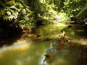 A river flows quietly through a forest.