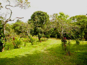 Grassy lanes wind through areas to be sold.