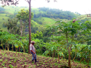 The farmer walks through his thriving beans toward his papayas.