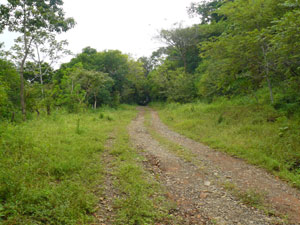 The road to the Interamerican Highway passes the lower end of the farm.