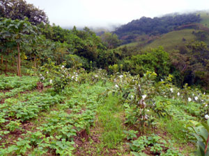 Beans and guayabas are two of the thriving crops here. 