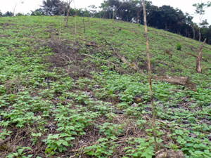 Beans continue to the forested peak of the property.