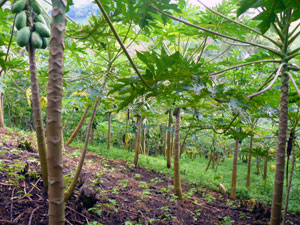 A grove of young papaya trees are providing a good crop.