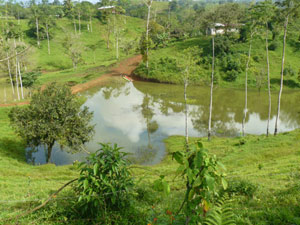 Across the Guatuso road, a Gringo family keeps a couple of kayaks in their very large tilapia pond. 