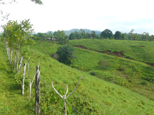 This view from the neighboring farm shows the interior road bordering the finca's west side.