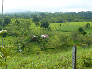 The second house and other structures are in the middle of the farm.