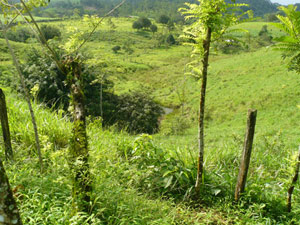 From the ront the farm descends to a low area with a Tilapia pond.