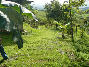 The interior road curves behind the house before heading along the long west side of the farm.