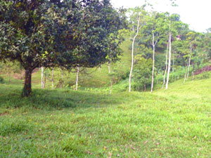 The front plateau starts its descent toward the creek.