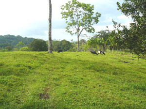 Cows graze on the high ground that comprises the front third of the farm.