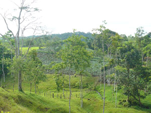 The body of the farm is quite wide as shown here where a central fence creates two sides. 