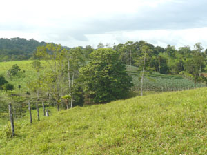 Beside the fence separating this farm from the neighbor, the crop climbs toward the forest.