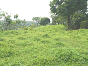 Good grass covers the remains of a former crop or orchard near the front. 