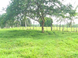 A fence runs down the middle of the farm, which now has widened greatly.