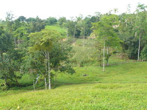 On the right side of the bisected farm, the crops merge with the woods. 