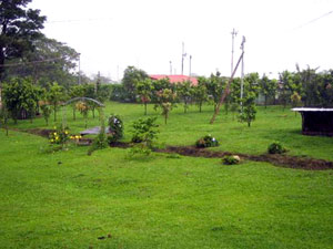 This young orchard contains quite a few of the many fruits trees on the finca.