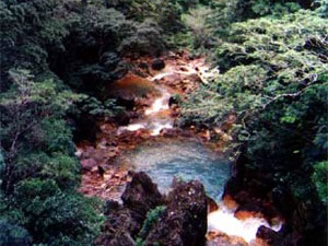 Forest reserves contain hot and cold rivers and pools and support many species of birds as well as animals. 