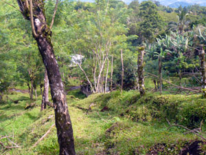 The vestigial remains of an internal road that goes to the top of the property.