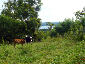 From near the top of the property, there's a view of Lake Arenal.