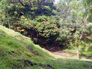 The stream originates in a spring by the woods on the property.