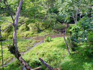 At the base of the property, behind the house, there's an active stream.