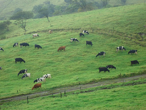 100 Holstein dairy cows are included in the sale.