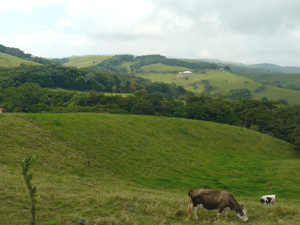 The central pasture is seen in the distance completely bordered by forest growing along 2 streams.