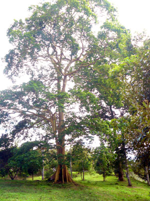 Lumbermen offered the owner $1,000 for this magnificent tree, but he refused to cut down this and other indigenous beauties. 