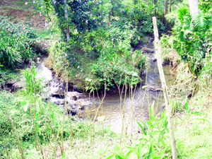 Here the stream makes a horseshoe bend as it makes its way alongside the property to the cove. 