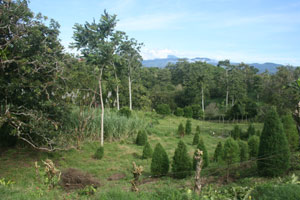 in one area, perfectly shaped "Christmas" trees are growing.