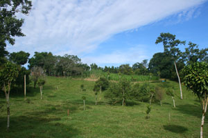 The property has extensive open land decorated with native and fruit trees. 