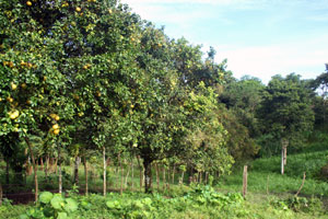 There are a few very productive orange trees. 