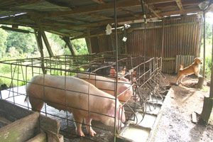 A few huge pigs are being raised. 