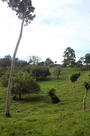 The nearest neighbor is at the top of the slope next to road. 