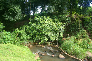 A healthy stream emerges from the shrubbery.