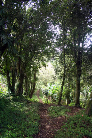 A trail leads from the road down the north side of the property.