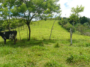 From the western end of the property, this view shows the ridge climbing gently to where the road is.