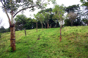 An easily buildiable site has young fruit trees on it. 