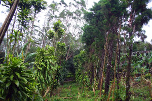 A lane on the property is bordered with pines and other trees. 