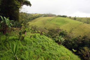 A deep ravine has a forested stream.