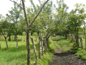 A lane leads through the center of the farm to the stream at the north end. 