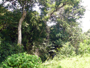 Impressive old-growth trees curve through the farm along with the stream.