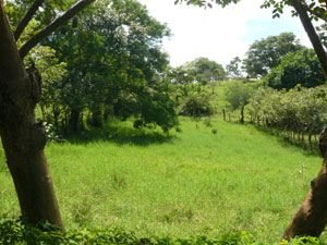 The farm has much cross-fencing and tree lines separating and protecting various sections. 