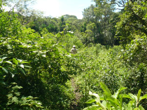 A significant  part of the farm permits natural growth instead of pasture. 